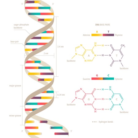 DNA double helix