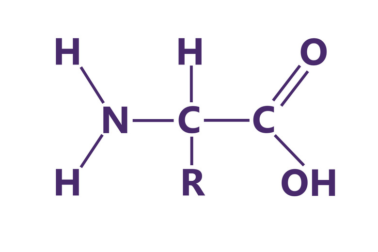 Amino acid