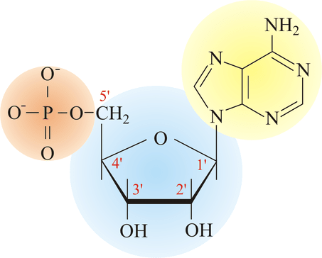 nucleotide